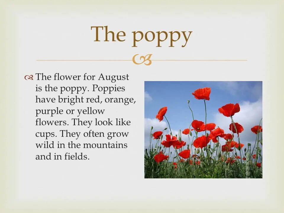 Как переводится poppy. Twelve Flowers of the year. 12 Flowers of the year. Poppy цветок перевод. Twelve Flowers of the year перевод.