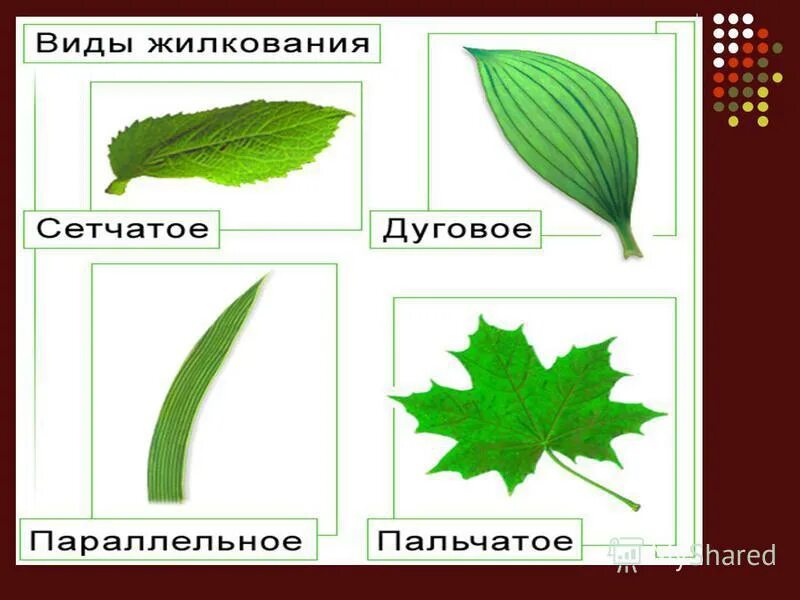 Тип жилкования у розоцветных. Пальчатое жилкование листьев. перистое и пальчатое жилкование. сетчатое параллельное и дуговое жилкование. типы жилкования листьев сетчатое.