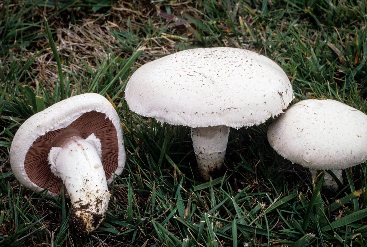 Шампиньон относится к съедобным. Шампиньон Луговой Agaricus Campestris. Шампиньон обыкновенный Печерица. Шампиньон полевой Agaricus arvensis. Шампиньон обыкновенный (Agaricus Campestris).