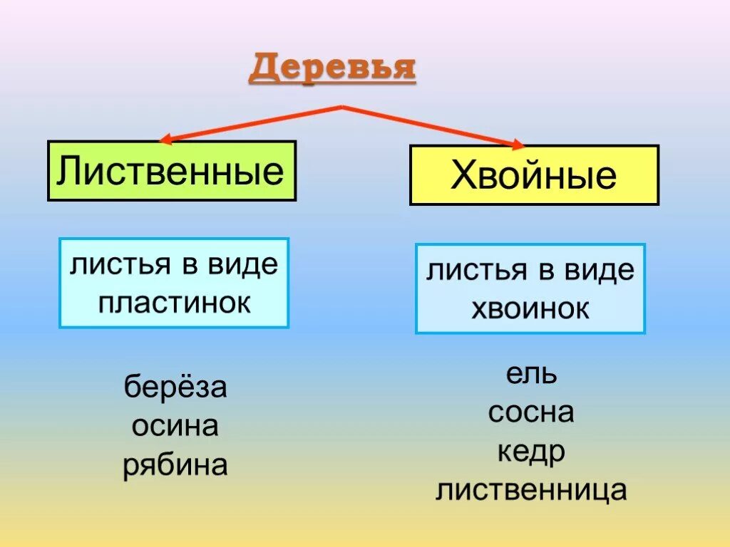 Какие бывают растения окружающий мир 2 класс. Таблица хвойные и лиственные деревья. Задание для 2 класса лиственные и хвойные. Хвойные и лиственные растения таблица. Хвойно-лиственные группы растений.