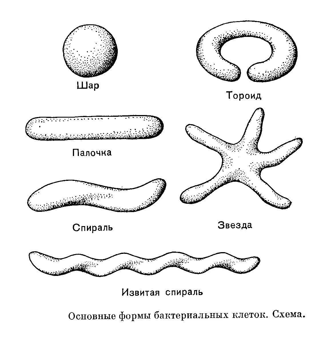 Формы бактериальных клеток схема. Форма клеток бактерий рисунок. Разновидности бактерий по форме. Зарисовать основные формы бактерий.
