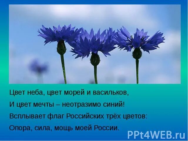 Предложение с васильком. Василек высказывания.. Стих про Василек. Стихи про васильки. Стих о цветах Васильках.