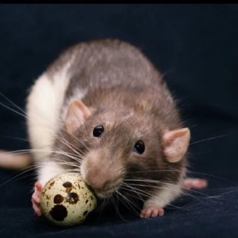Можно крысам вареное яйцо. Крыса. Мышь. Крыса фото. Мышка животное.
