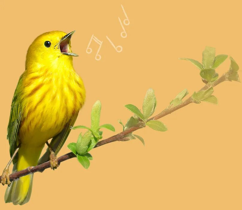 Songbirds. Bird Sing. Spring Bird Sound singing. Birds are singing.