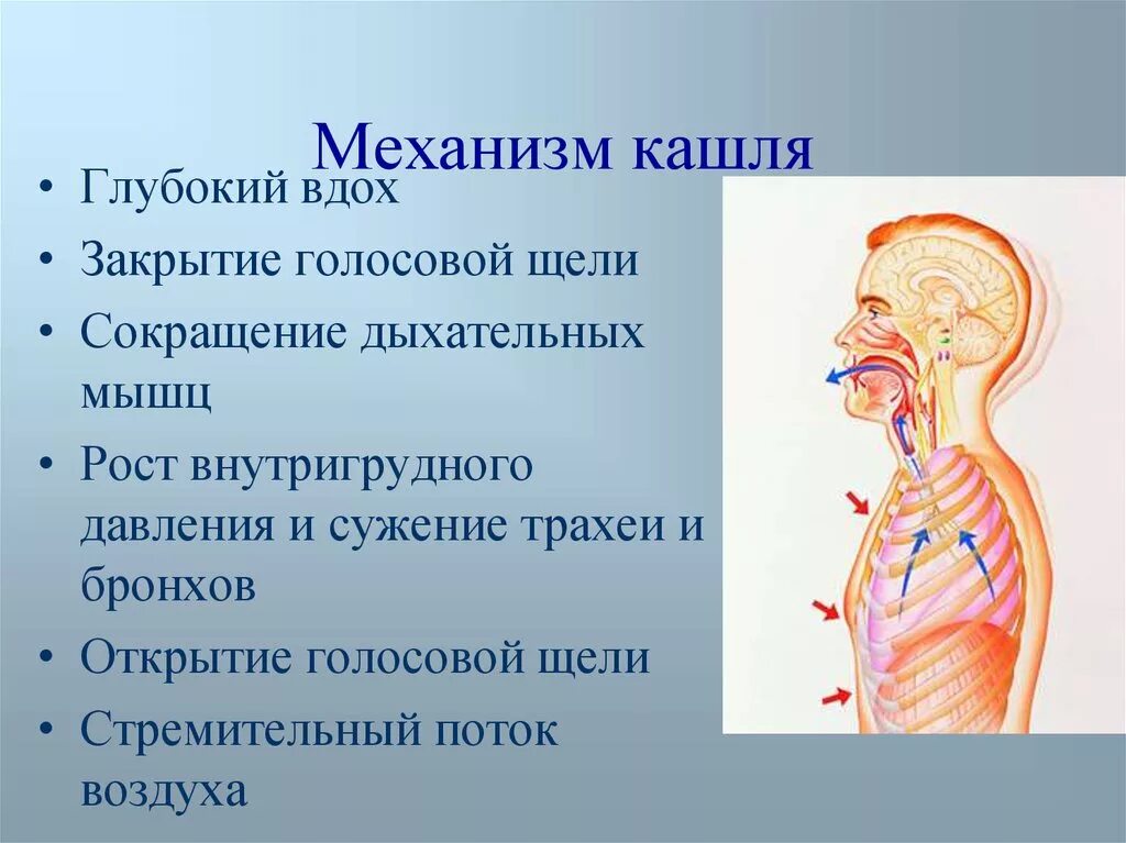 Глубокий вдох у ребенка. Механизм развития кашля. Процесс кашля схема. Механизм появления кашля. Патогенез кашля.