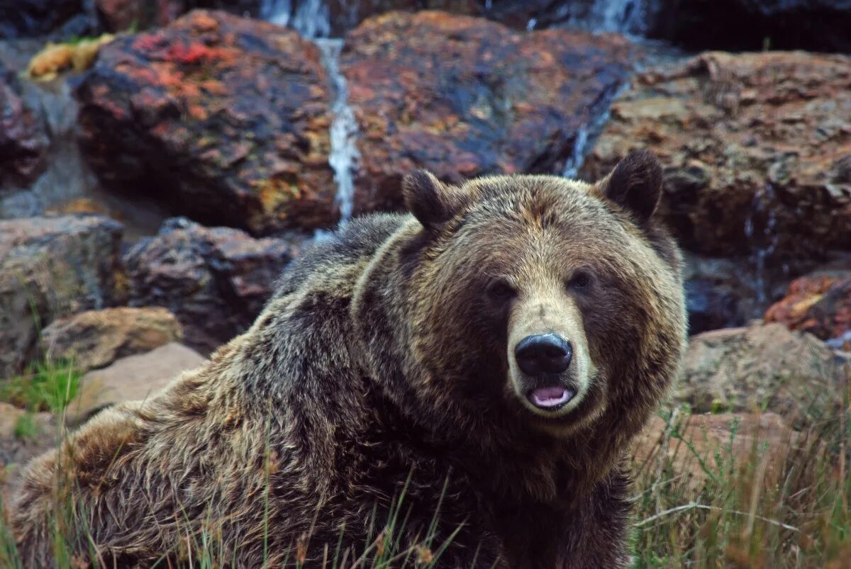 На каких обитают медведи гризли. Бурый медведь Гризли в Северной Америке. Северная Америка медведь Гризли. Медведи Гризли Йеллоустоун. Медведь Гризли в Канаде.
