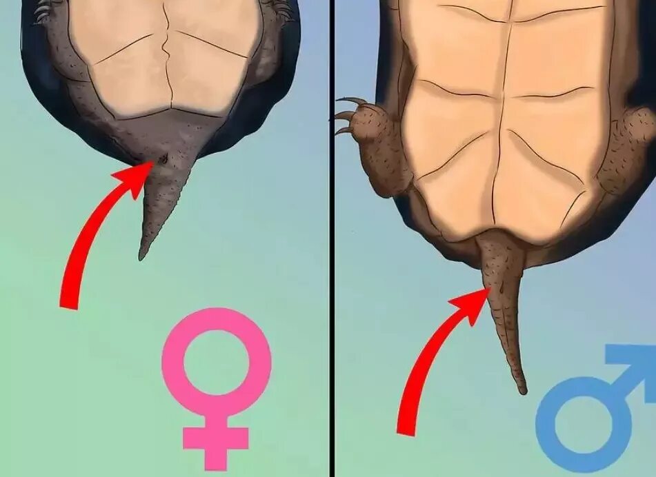 Красноухая черепаха определить пол. Как отличить пол черепахи сухопутной. Как различить пол у красноухих черепах. Как определить пол у красноухих черепах.
