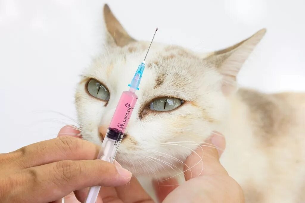 Аллергические вакцины. Кошачья чумка панлейкопения. Вакцинация кошек. Укол кошке. Кошачьи вакцины.