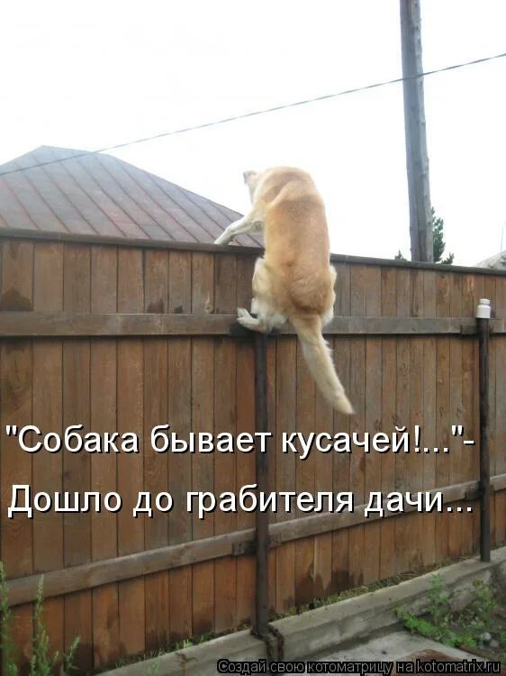 Вот ведь как бывает. Кот на заборе. Смешной забор. Собака на заборе. Смешные коты с надписями на даче.