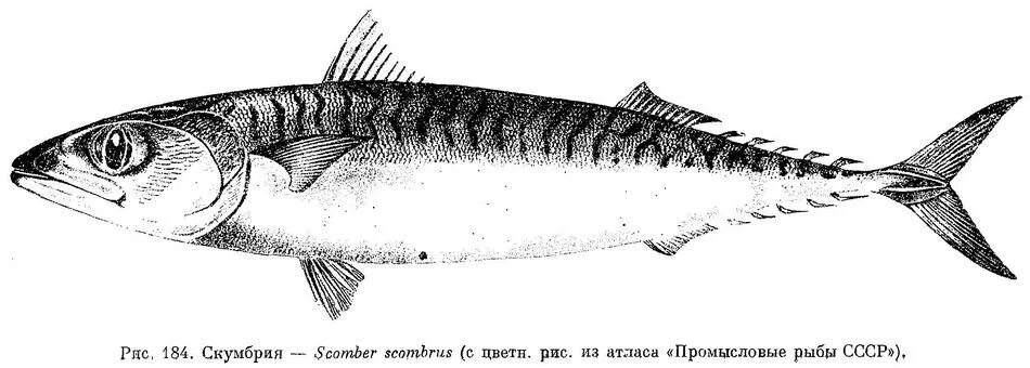 У скумбрии например прямое