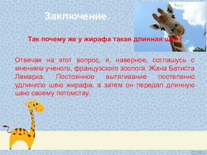Почему жираф такой длинный