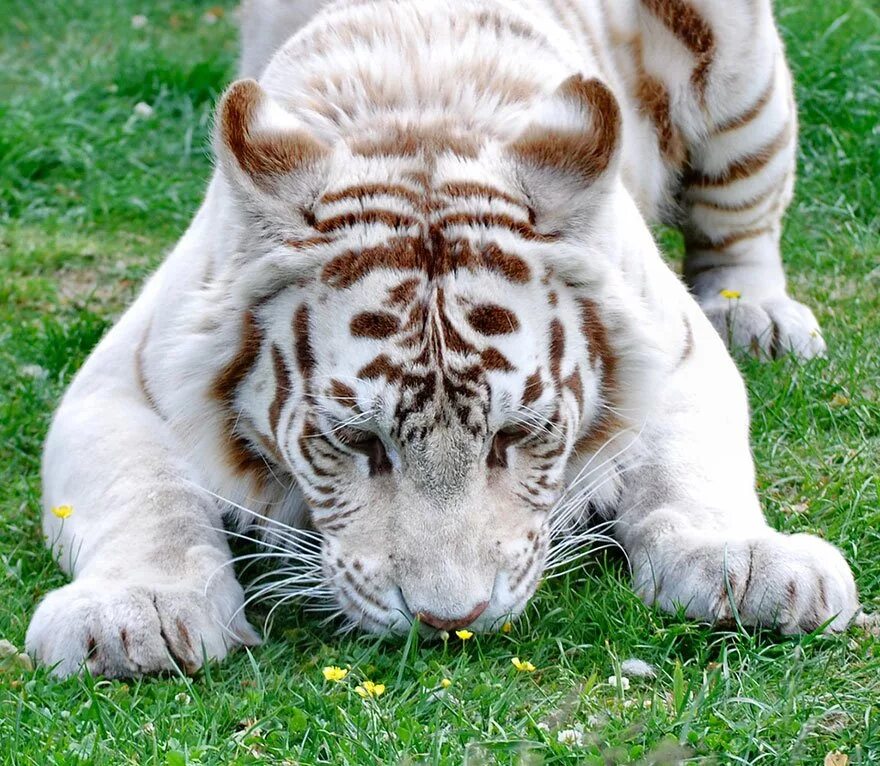 Белый тигр животное. Необычный тигр. Окрасы тигров. Редкие тигры.