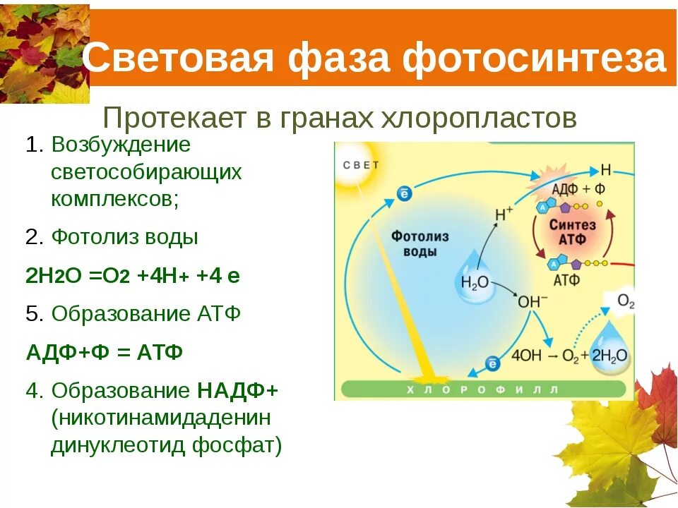 Темновая фаза продукты. Световая фаза фотосинтеза 9 класс биология. Процессы световой фазы фотосинтеза. Световая и темновая фаза фотосинтеза цикл Кальвина. Световая фаза фотосинтеза кратко.