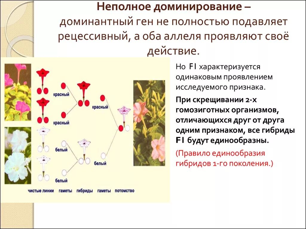 Подавляемый признак доминантный рецессивный. Моногибридное скрещивание неполное доминирование. Доминантный ген подавляет рецессивный. Моногибридное скрещивание при неполном доминировании. Неполное доминирование расщепление.