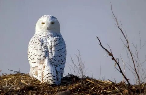 Тундра филин