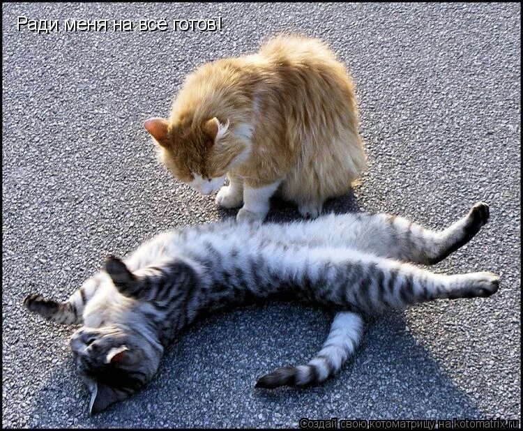 давай бухти мне как космические корабли бороздят большой театр. бухти мне как космические корабли бороздят большой театр. космические корабли бороздят просторы. не бухти. корабли бороздят просторы вселенной.