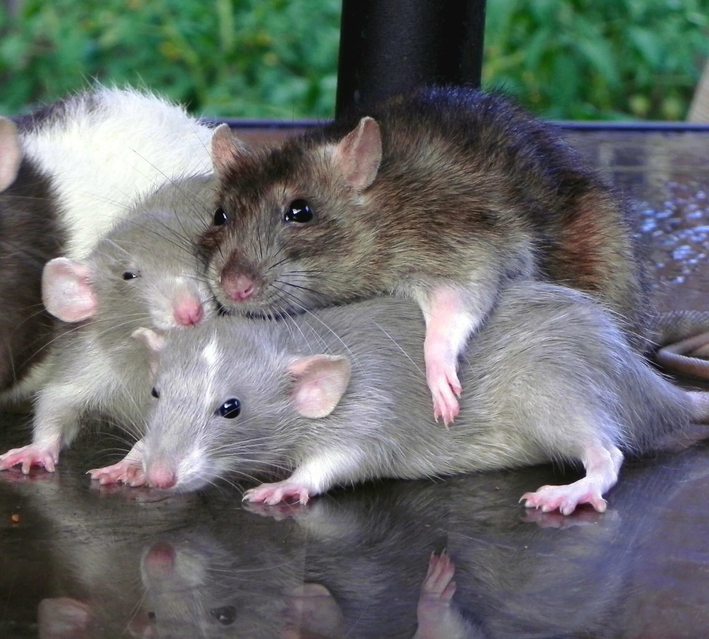 Пять мышей. Семейство крысиных Пасюк. Крысы породы стандарт. Многососковая крыса. Три крыски.