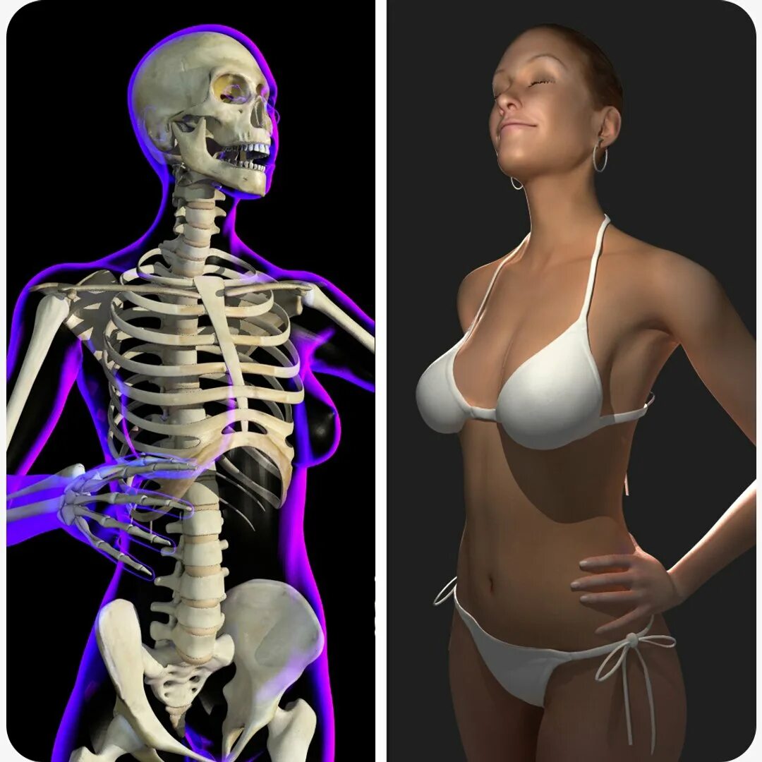 D a xray monolith. Женский скелет. Скелет человека 3d. Женский скелет 3д. Женский скелет 3д модель.