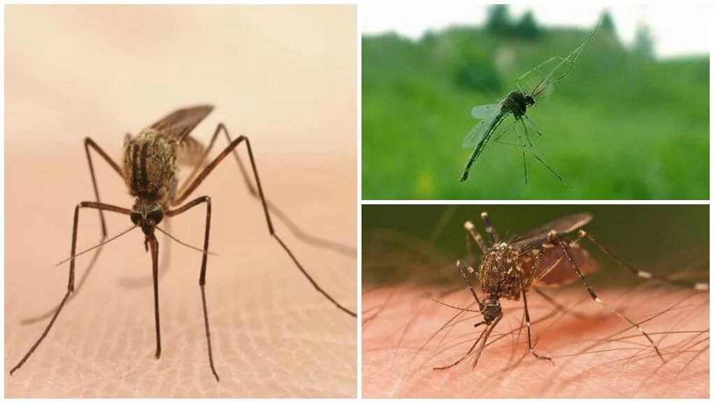 Сколько живут комары обыкновенные. Кровососущие комары. Лесные комары.
