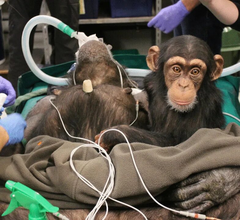 Отдел обезьяна. Ксенотрансплантация шимпанзе.