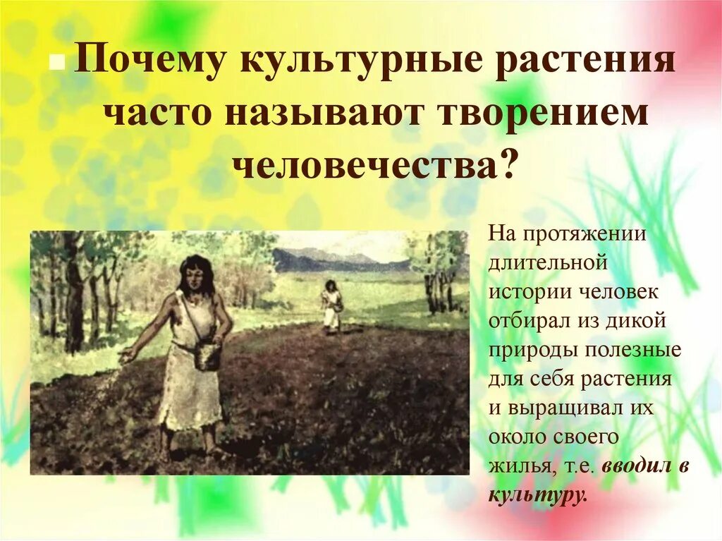 Зачем людям растения. Рассказ на тему исторические культурные растения. Окультуривание дикорастущих растений. Презентация на тему культурные растения. История происхождения культурных растений.