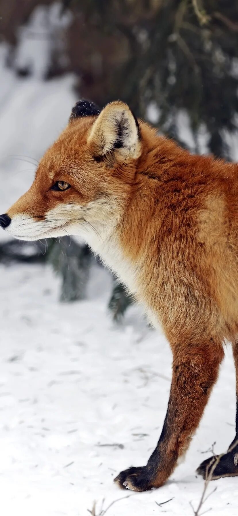 Fox ex. Лиса сбоку. Снежно красная лиса. Лис вид сбоку. Лиса вид с полубоку.