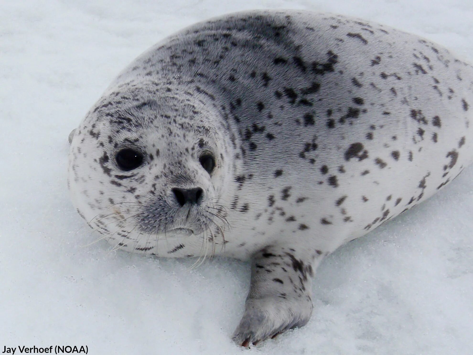 Ладожская кольчатая нерпа. Ладожская кольчатая нерпа. Балтийская кольчатая нерпа. Кольчатая нерпа 5. Кольчатая нерпа 5.
