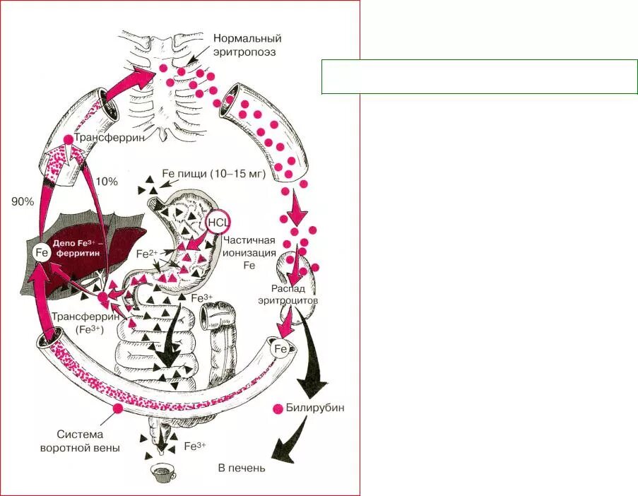 Обмен железа в печени. Схема обмена железа в организме биохимия. Метаболизм железа схема. Схему «метаболизм железа в организме» биохимия. Метаболизм железа в организме человека схемы.