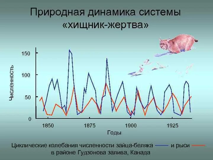 Популяционная модель хищник жертва. Популяционные волны в системе хищник жертва. Динамика популяции хищника и жертвы. Динамика численности популяции хищника и жертвы.