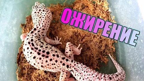 Почему эублефар отказывается от еды