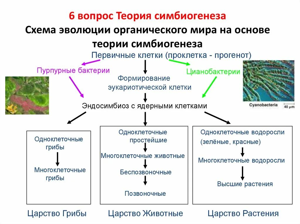 Теория органического развития. Теория Дарвина схема. Появление синтетической теории эволюции. Теория эволюции схема. Современные представления об эволюции органического.