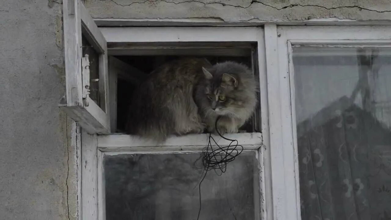 Кошка окно москва. Кошка в форточке. Окно с форточкой для кота. Дышит в форточку. Животное через окно.