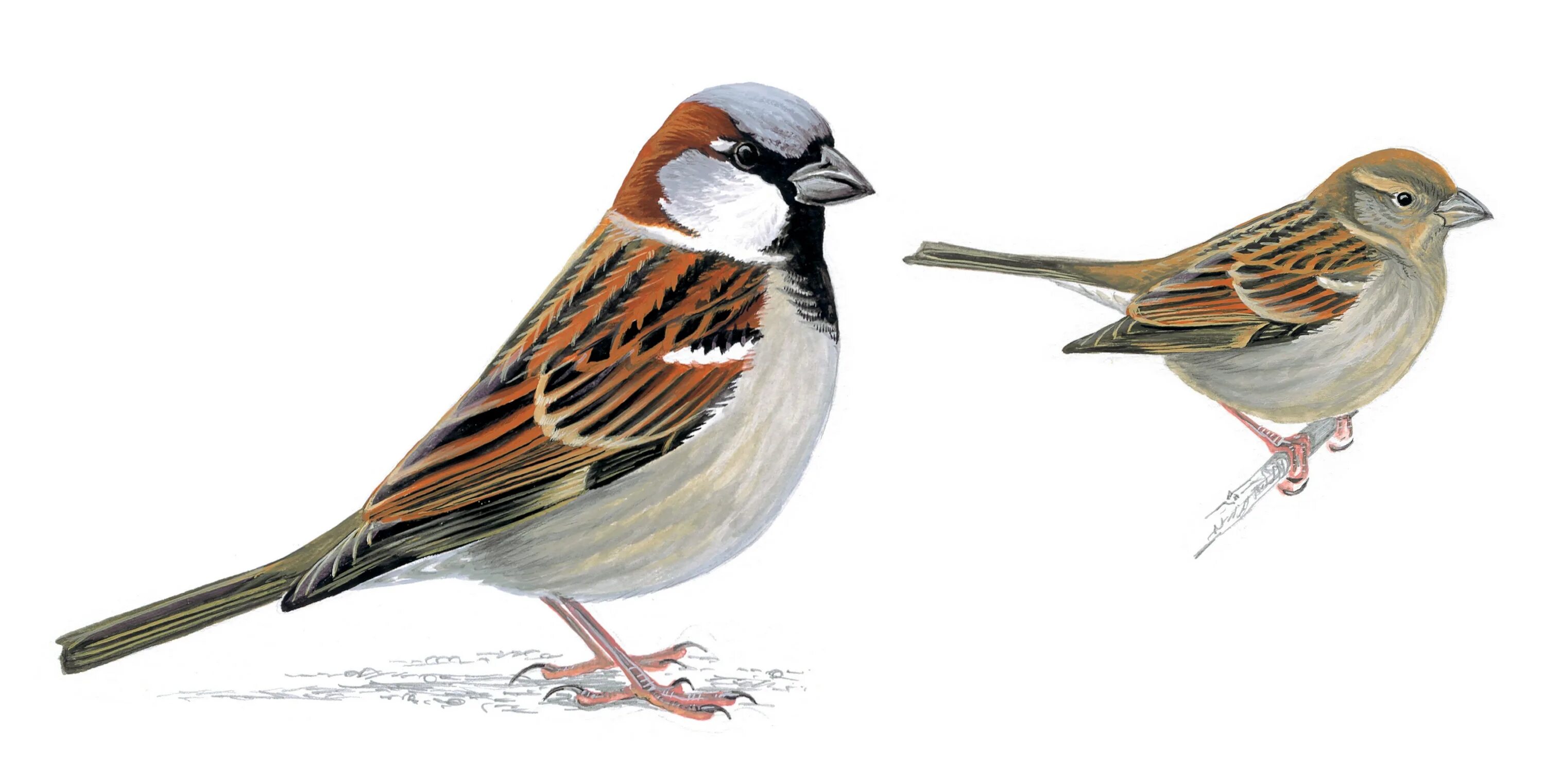 Птички воробушки для детей. Птичка на белом фоне. Воробей птицы для детей. Изображение воробья для детей. Воробей.