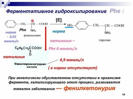 Алифатические аминокислоты
