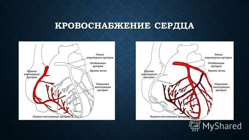 Кровообращение сердца 8 класс