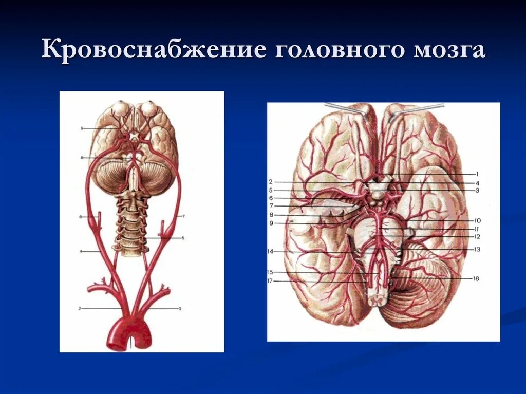 Крупные артерии, кровоснабжающие головной мозг. Артерии питающие головной мозг схема. Кровоснабжение головноготмозга. Кровоснабжение головного мозга анатомия. Мозговые артерии головного мозга