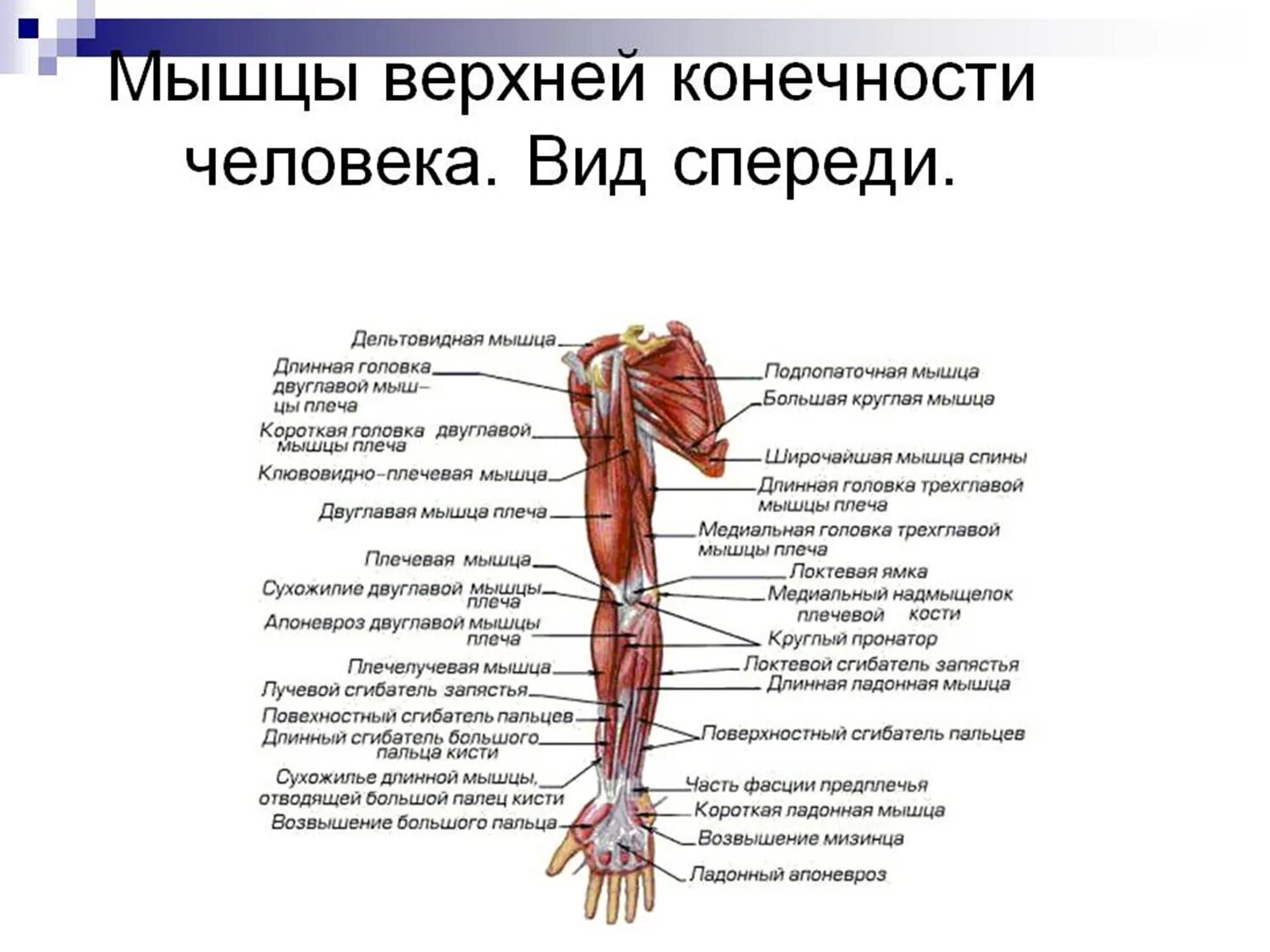 Мышцы свободной верхней конечности анатомия строение. Мышцы верхней конечности анатомия вид спереди. Мышцы плечевого пояса и свободной верхней конечности. Мышцы свободной верхней конечности мышцы плеча. Рука человека название