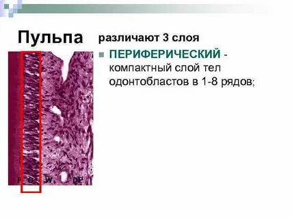 Одонтобласты пульпы