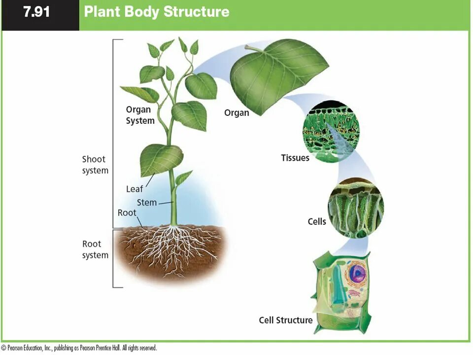 Plant Organs. Plant Organ System. Plant Cell Tissue and Organ Culture. Tissues and Organs in Plants.