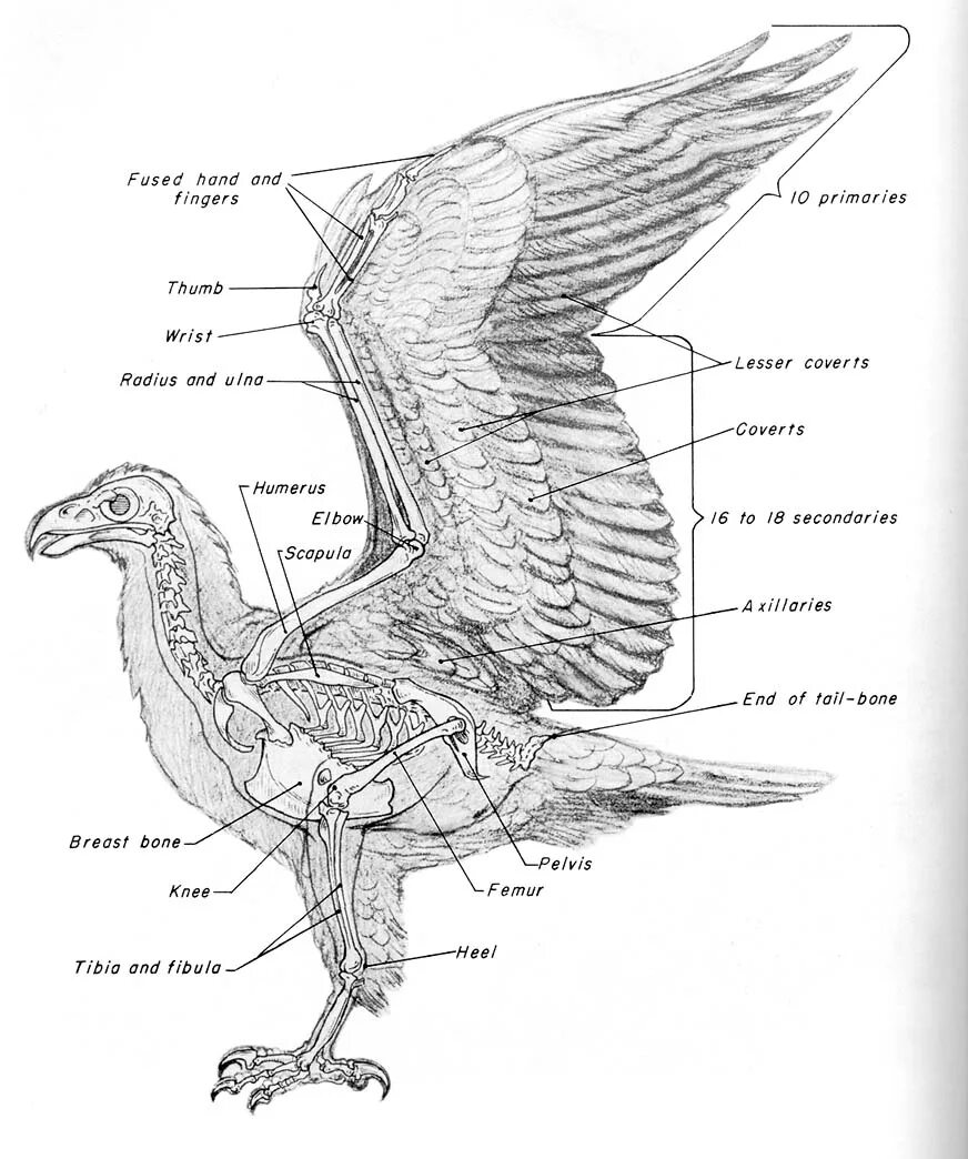 Скелет орла анатомия. Строение крыла птицы скелет. Строение крыла птицы схема. Строение скелета туловища птицы.