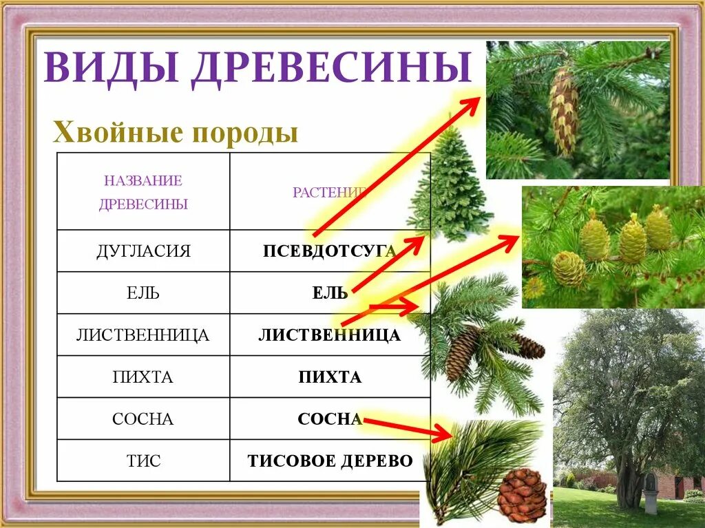 Хвойной породой является. Виды хвойных деревьев. Хвойные породы древесины. Хвойные растения названия. Хвойные и лиственные деревья названия.