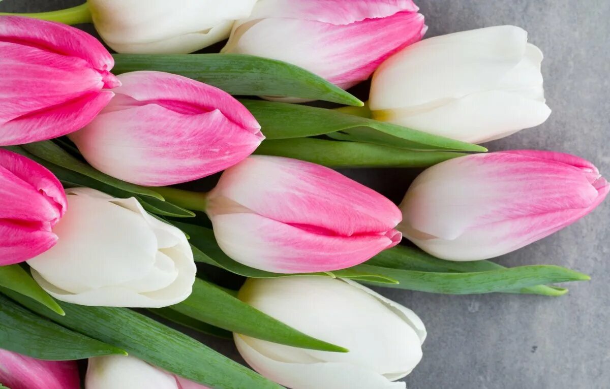 Розовые тюльпаны к чему. Тюльпан Иннуэндо. Цветы тюльпаны. Красивые тюльпаны. Розовые тюльпаны.