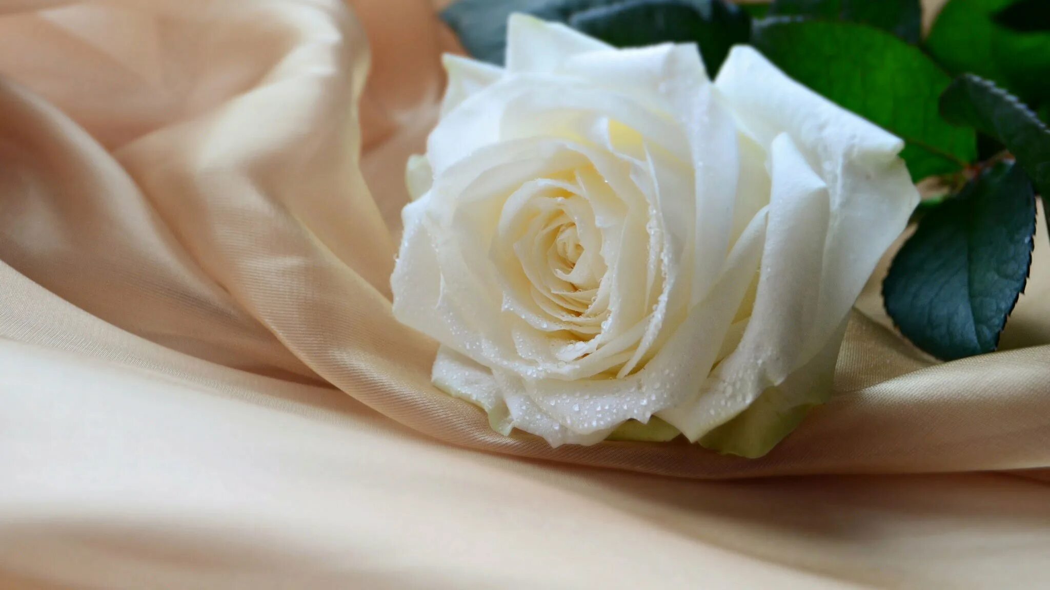Белые розы. Нежный цветок. Красивые белые цветы. Красивые белые розы.