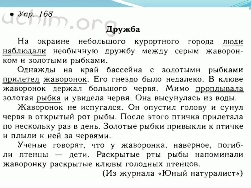 Ю-Ю изложение 5 класс. Текст для изложения 5 класс. Необычная Дружба изложение. Изложение на тему Дружба между жаворонком и золотыми рыбками.