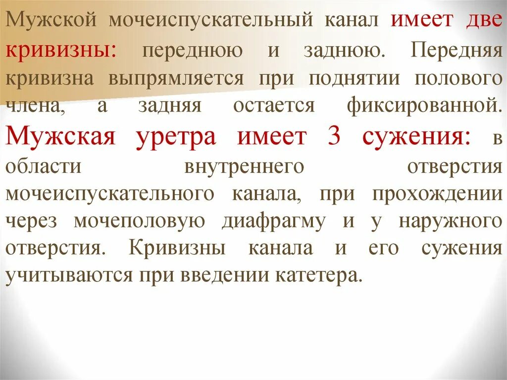 Мужской и женский мочеиспускательные каналы. Сужения мочеиспускательного канала у мужчин. Мужской мочеиспускательный канал имеет две кривизны. Мужская уретра имеет сужения. Какие сужения имеет мужской мочеиспускательный канал.