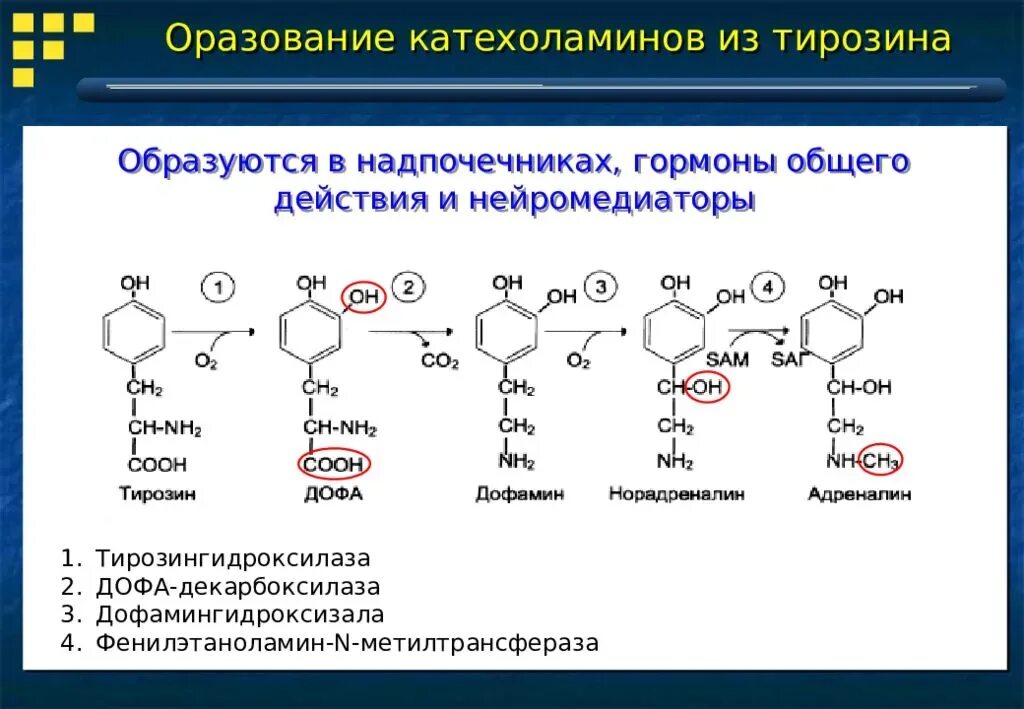 Адреналин образуется. Катехоламины это производные тирозина. Тирозин Синтез катехоламинов. Биогенные Амины катехоламины. Биогенные Амины, синтезируемые из тирозина..