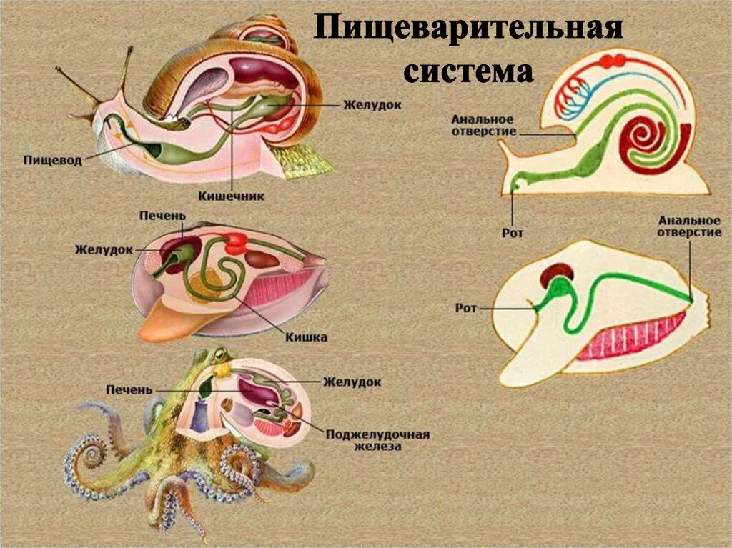 Тип моллюски 7 класс пищеварительная система. Строение пищеварительной системы улитки. Строение пищеварительной системы брюхоногих моллюсков. Строение пищеварительной системы моллюсков таблица.