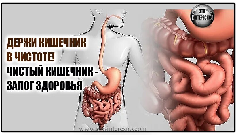 Очистка кишечника для операции. Чистый кишечник здоровый организм.