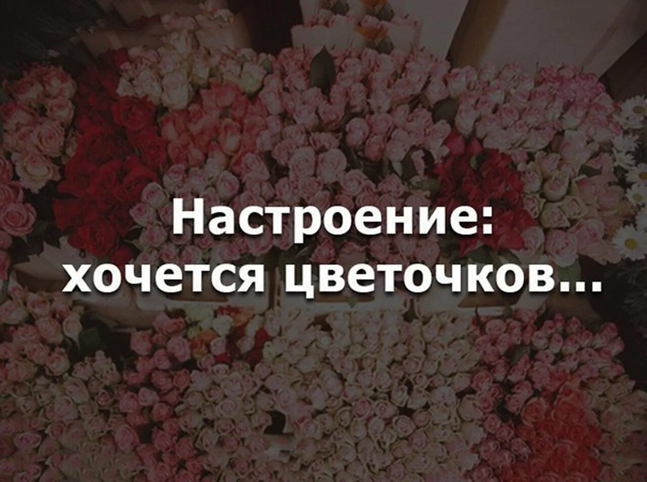 Любимых много не бывает. Настроение хочется цветочков. Хочу цветочки. Хочу цветов. Я хочу цветы.