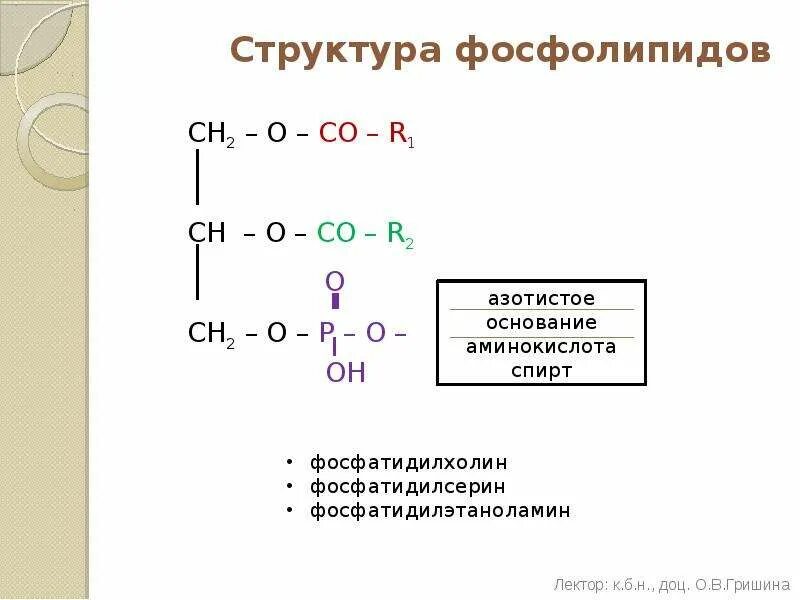 Строение фосфолипида. Строение фосфолипидов. фосфолипид строение. фосфолипиды строение и свойства. состав фосфолипидов.